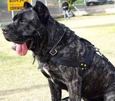 Cane Corso pulling/tracking leather dog harness